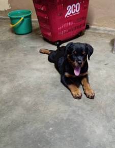 Rottweiler Male High quality puppy