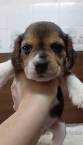 Beagle Female puppy