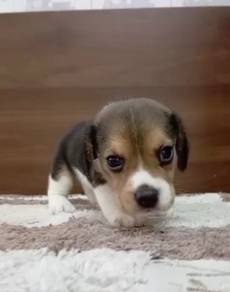 Beagle tri color male puppy