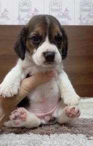 Beagle High Quality female puppy