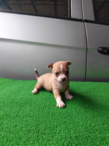 Tricolour Chihuahua 0710