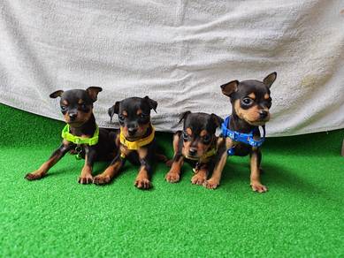 小鹿犬 Miniature Pinscher 0710