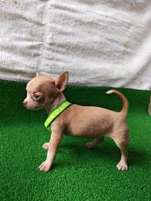 Female Chiwawa 0710