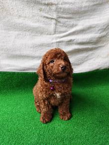 Red Choco Toy Poodle 0710A
