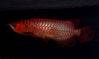 Arowana blood red 16 inch 3a quality-wholesale