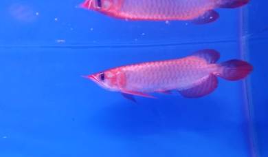 arowana blood red 3a quality -wholesale price