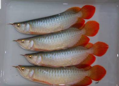 Arowana super red 6 inch -wholesale price