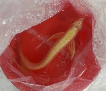 Arowana 24k golden crossback 6 inch -wholesale