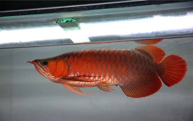 Arowana blood red 23 inch 3a quality-wholesale