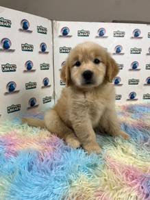 Golden retriever puppy