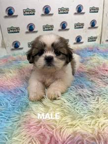 Shihtzu puppy