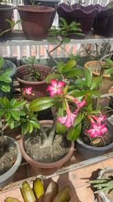 Bunga kemboja pink