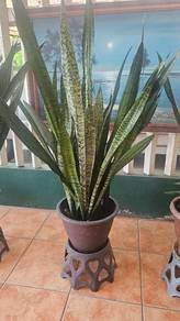 Snake plants 