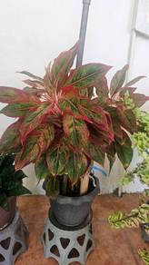 Pokok sri rezeki/Pokok aglonema