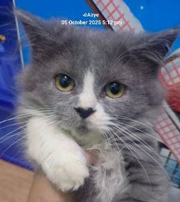 kitten for rehome (Betina)