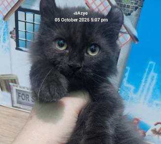 American curl Mix 