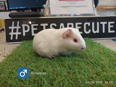 Guinea Pig
