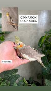 cockatiel cinnamon