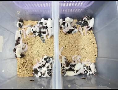 tupai mini sugar glider dormouse