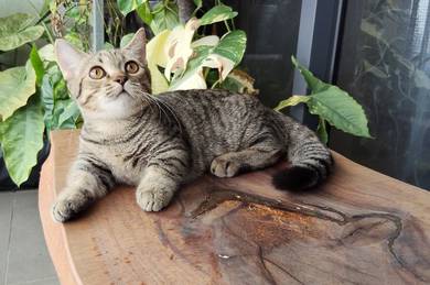 Bsh Munchkin kitten Male