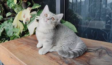 SS Bsh munchkin kitten Female