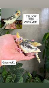 burung bird sun conure cockatiel