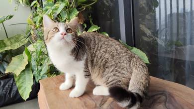 Non standard Munchkin