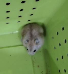 hamster