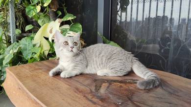 Supershort Munchkin