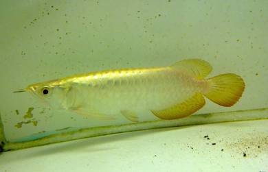 arowana golden crossback 5 inch -wholesale price