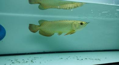 24k golden crossback 12 inch -wholesale price