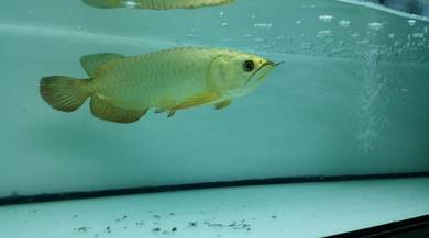 24k golden crossback 12 inch -wholesale price