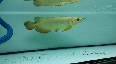 24k golden crossback 12 inch -wholesale price