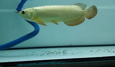 24k golden crossback 12 inch -wholesale price