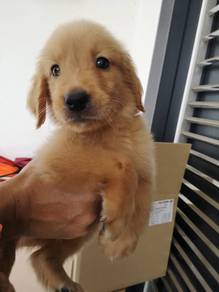 Golden retriever puppy