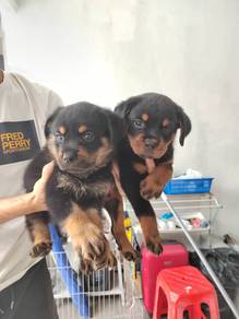 Rottweiler puppy