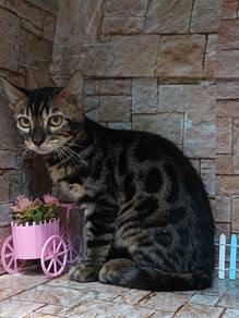 Kucing Bengal Charcoal Jantan