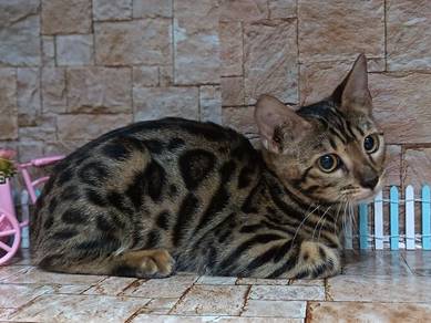 Kucing Bengal Betina