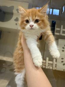 Munchkin mix Angola Kitten