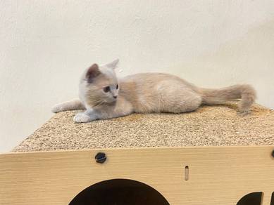 BSH untuk Rehome