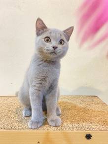 BSH untuk Rehome