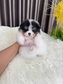 Pomeranian Parti Male Tiny Puppy