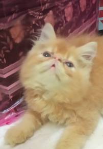 Kucing parsi