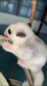 sugar glider
