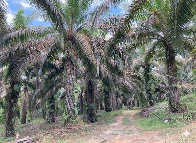 Oil Palm Plantation at Jalan Pei Yuan Selatan, Sungai Moyan, Batu Kawa