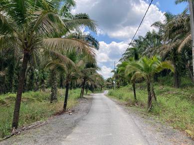 Oil Palm Plantation at Jalan Pei Yuan Selatan, Sungai Moyan, Batu Kawa