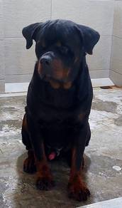 Rottweiler
