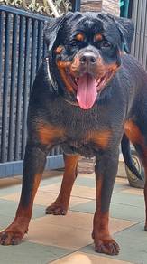 Rottweiler