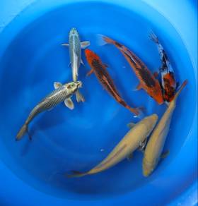 koi fish