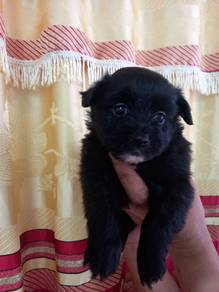 pomeranian 